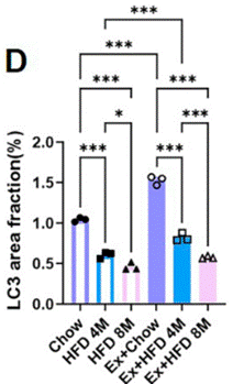 Exercise significantly attenuated the decline in LC3 after four months of consuming a high-fat diet but not after eight months.