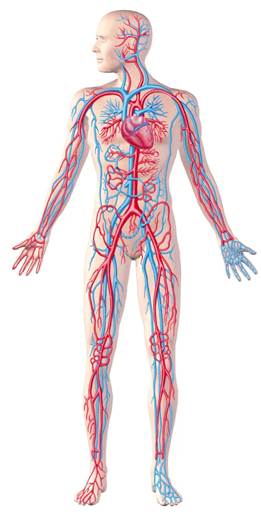 The vasculature (red and blue tubes running through the body) primarily transports blood, delivers oxygen and nutrients to tissues, and removes waste products.
