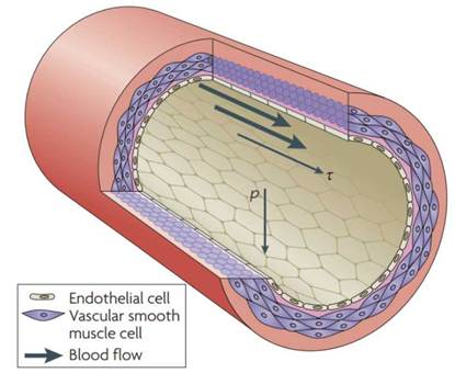 Endothelial cells are located on the inner surface of the blood vessel, while vascular smooth muscle cells are located on the external surface of the endothelial cells.