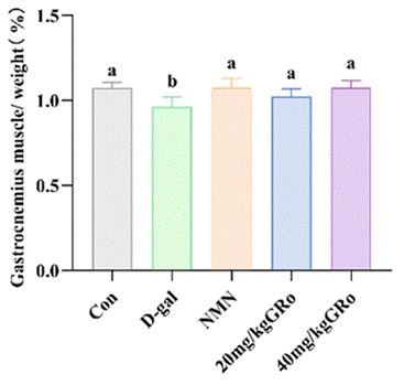In a sarcopenia model of muscle cells, ginsenoside Ro lowered levels of a marker of senescence more than any other ginsenoside tested.