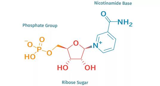The molecular structure of NMN