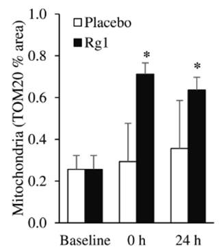 Rg1 more than doubled mitochondrial abundance in muscle fibers following exercise.