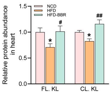 Berberine reversed an obesity-associated reduction in cardiac tissue Klotho levels.