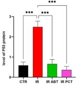 Piceatannol significantly attenuated the buildup of protein markers of cell senescence in the kidney.