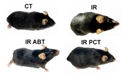 Piceatannol prevented hair graying in a mouse model of aging.