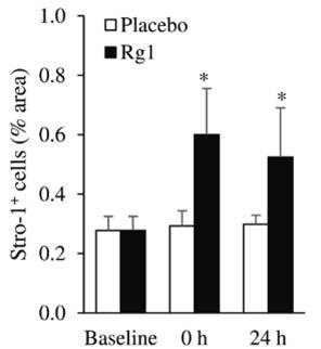 Rg1 approximately doubled bone marrow-derived stem cell (Stro-1+ cells) abundance following exercise.