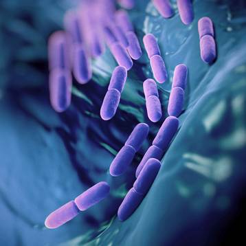 Probiotics are usually specific bacteria (like the purple ones pictured) that provide a health benefit when consumed in adequate amounts.