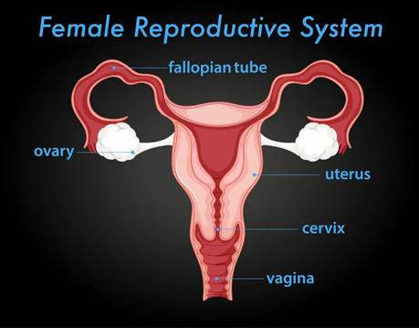 The female reproductive system includes the ovaries (which store and release eggs), the fallopian tubes (pathways eggs travel from the ovaries to the uterus), the uterus (which nurtures a developing fetus during pregnancy), the cervix (which manages the flow of fluids to the reproductive system), and the vagina.
