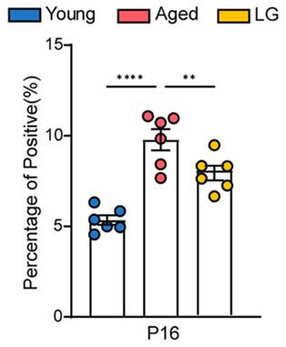 L. gasseri lowered uterine senescent cell abundance.