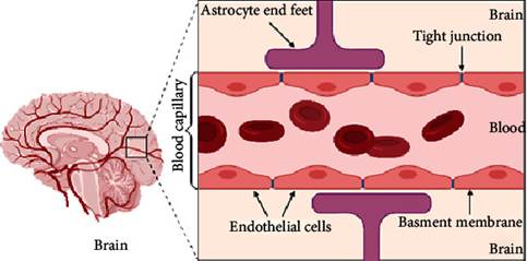 The blood-brain barrier separates circulation (Blood) from neuronal tissue (Brain) and is comprised mostly of blood vessel cells (Endothelial cells).