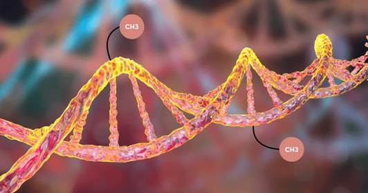 Epigenetic aging clocks analyze variable patterns of methylation (small chemical units of -CH3 tagged to DNA) to estimate epigenetic age.