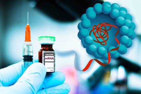 An mRNA vaccine teaches your cells how to make a harmless piece of a protein from a virus or cancer cell, triggering an immune response.